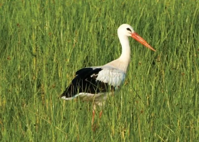 Vakantiehuis Maison Avec Jardin Proche Europa-park Rulantica Strasbourg Colmar